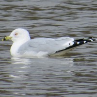 Ring-billed Gull